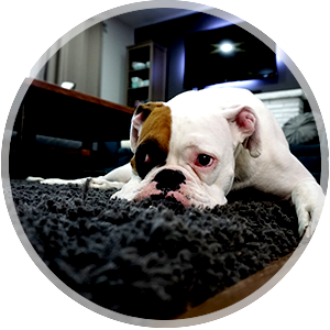 Mattress Cleaning Service Icon