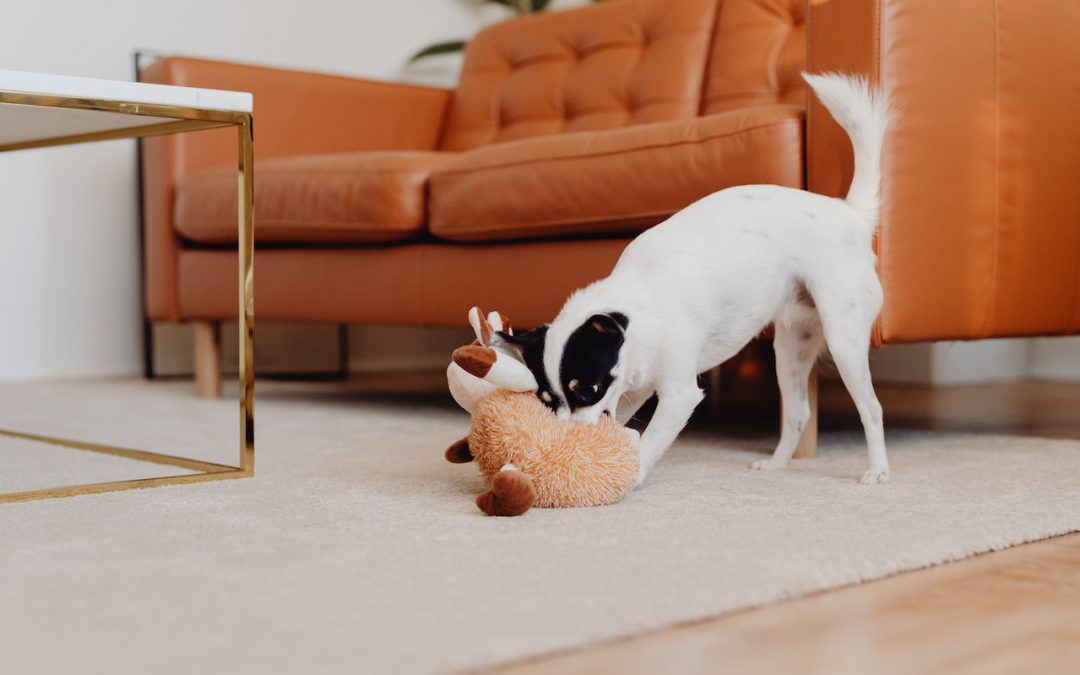 Top 3 Reasons Why a Dog Is Constantly Peeing on the Carpet