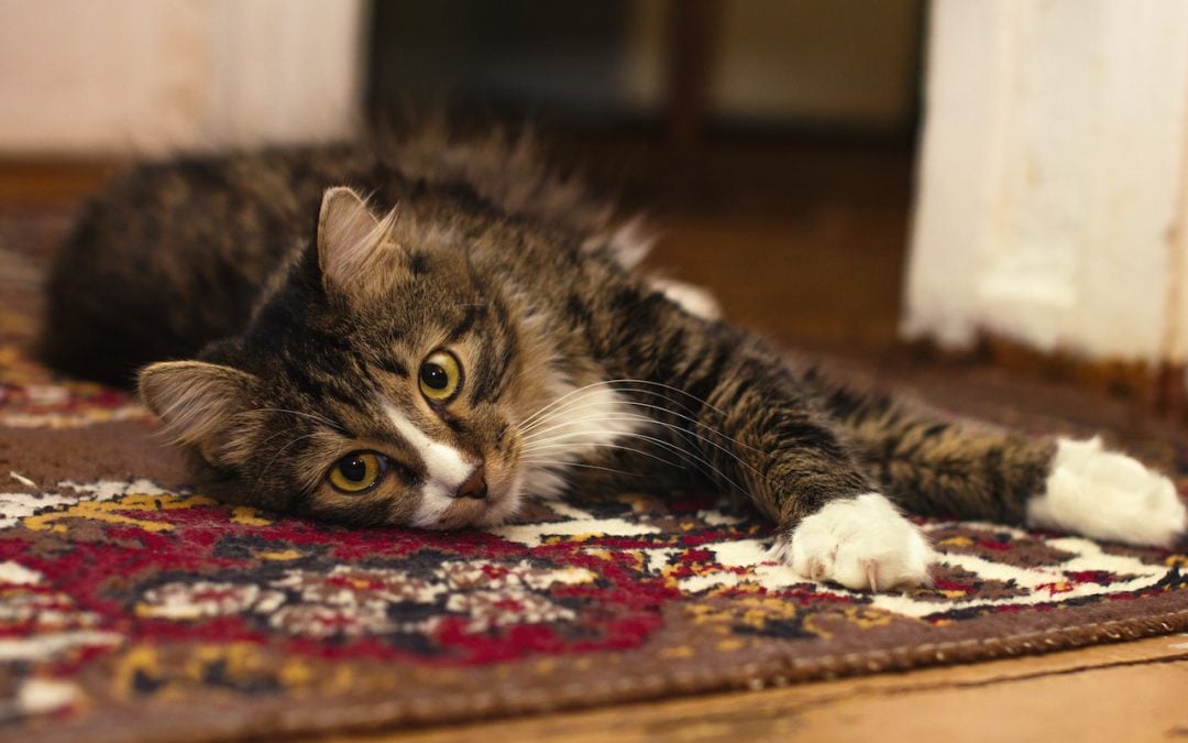 5 Hard-to-Remove Carpet Stains and How to Address Them