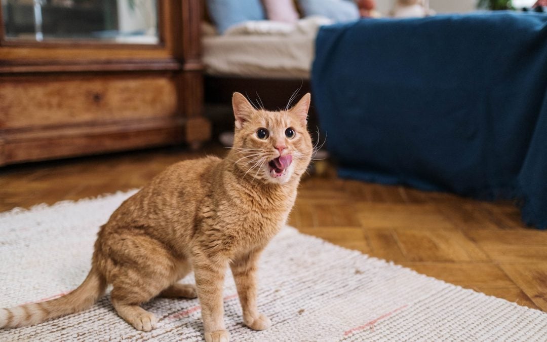 Why Pet Urine Stain on the Carpet Is So Hard to Remove