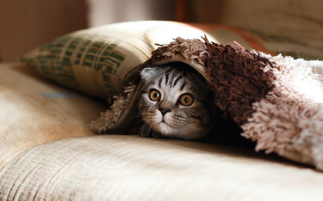 Pet Stain Removal: Why You Should Leave It To The Pros
