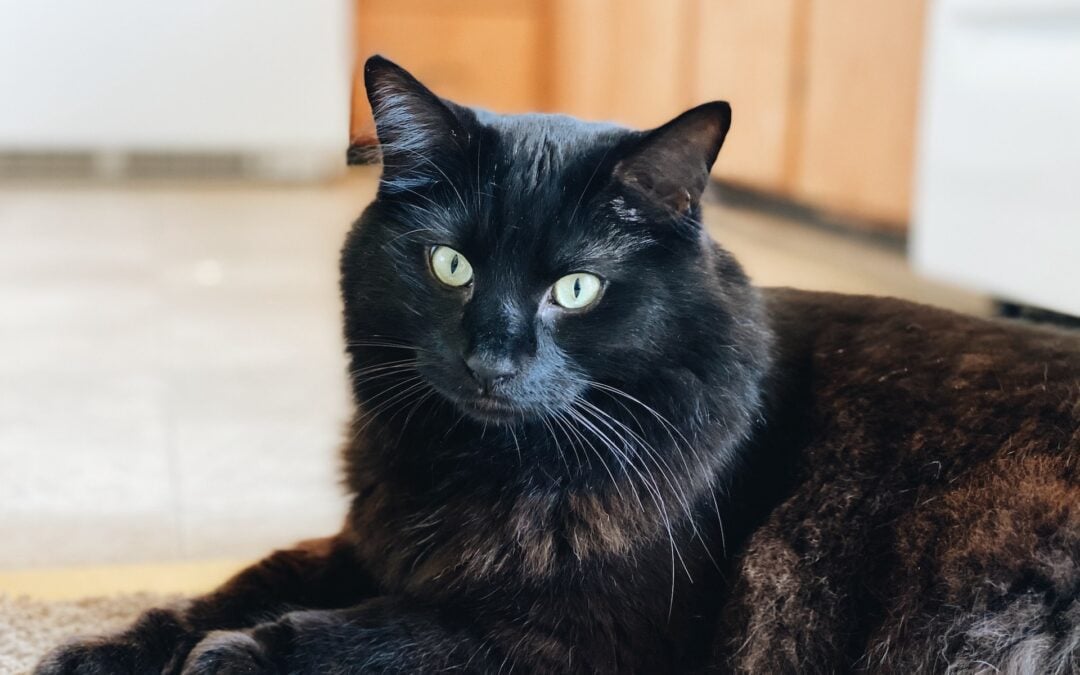 Eliminating Pet Odors: A Comprehensive Guide to Clean and Fresh Carpets