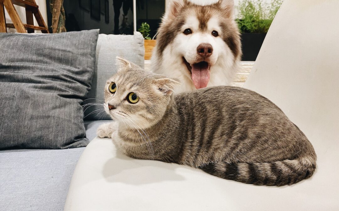 The Importance of Pet-friendly Cleaning Solutions for Carpet and Upholstery