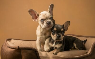 Dealing with Pet Urine and Odor: Best Practices for a Clean Home