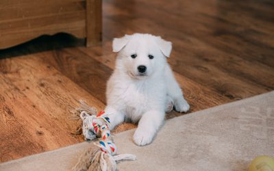 Effective Ways To Eliminate Pet Urine Smells From Rugs