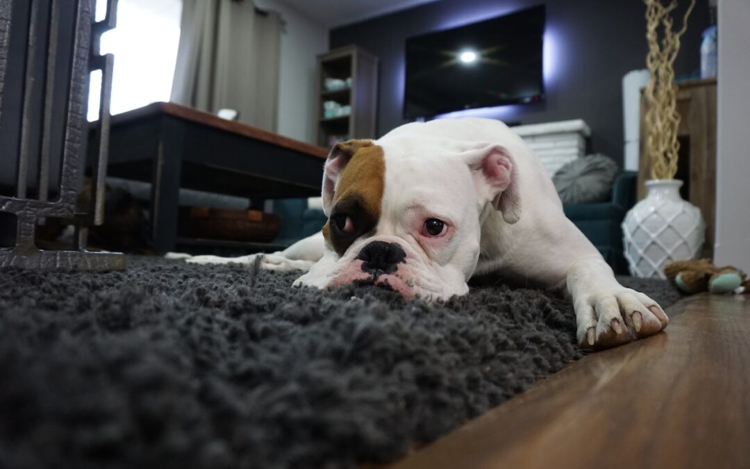 pet on carpet