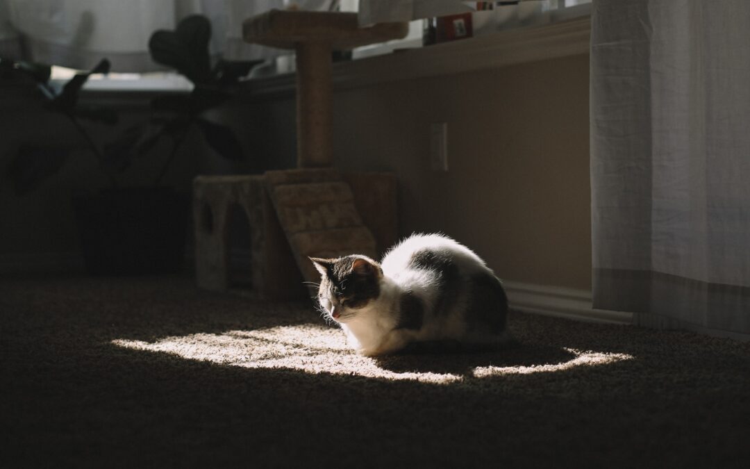 Carpet Care for Pet Owners: Top Tips for Maintaining Clean Carpets