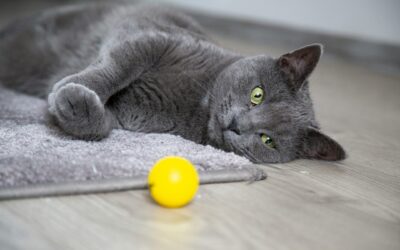 Pet-Friendly Carpet Cleaning Solutions: Protecting Your Carpet and Your Furry Friends