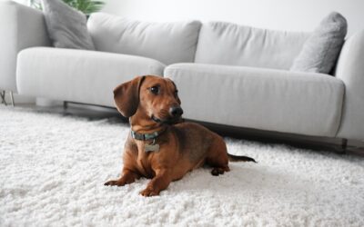 A Guide to Carpet Cleaning Solutions for Pet Owners