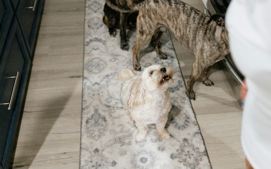 Essential Carpet Care Tips for Pet Owners: Keep Your Home Clean and Odor-Free
