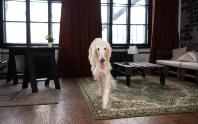 Simple Methods To Remove Pet Odors From Carpets