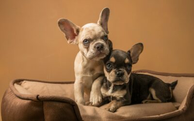 Dealing with Pet Urine and Odor: Best Practices for a Clean Home
